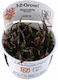 Tropica Lebende Aquariumspflanze Hygrophila polysperma