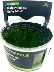 Stoffels Taxiphyllum Live Aquarium Plant