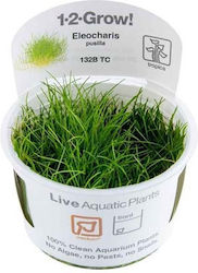 Tropica Eleocharis Live Aquarium Plant