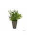 Artificial Plant in Small Pot Dimensions 13x13x25cm Green 25cm Arte Regal