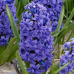 Bulb Hyacinthus