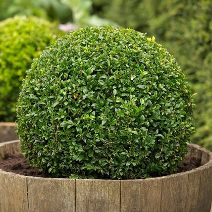Buxus (Обща кутия) 4лт Ύψους 70бр