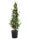 Trachelospermum Jasminoides 25lt