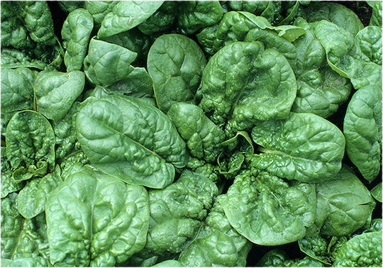 Fytro seeds Seeds Spinach Spica