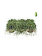 Senecio Herreianus Pflanze Mit 20cm Höhe