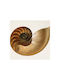 Walls Poster Golden Ratio in Shell 20x20cm