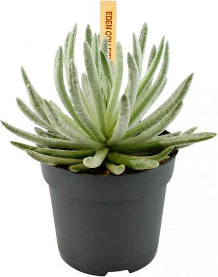 Greiskräuter 10,5 cm