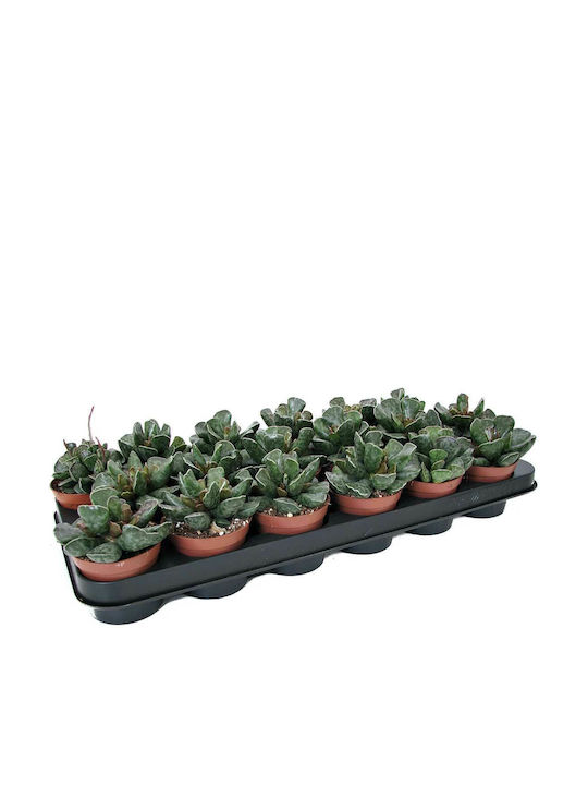 Adromischus Cooperi 9cm