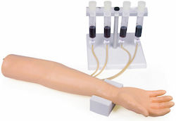 Erler Zimmer Medical Training Appendages & Joints Manikin