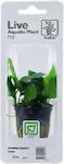 Tropica Live Aquarium Plant