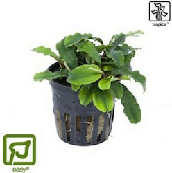 Tropica Pygmaea Ζωντανό Φυτό Ενυδρείου Bucephal...