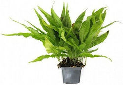 Dennerle Microsorum Live Aquarium Plant