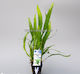 SonGrow Microsorum Live Aquarium Plant