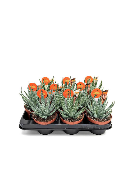 Aloe Humilis 10.5cm