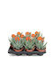 Aloe Humilis 10.5cm
