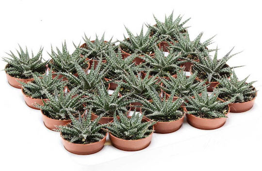 Сукулент Височина 30см ALOEPEPE5,5CM