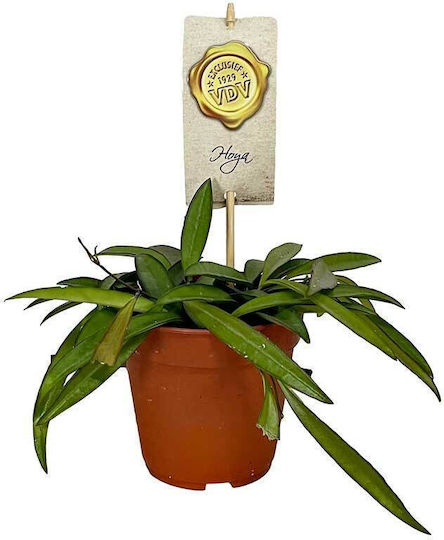 Hoya Height 20cm HOYAWAYET12CM