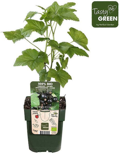 Ribes 'ben Nevis' organic 13cm