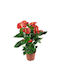 ANTHU-14006-1 De interior 3lt