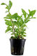 Tropica Lebende Aquariumspflanze Hygrophila polysperma
