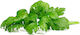 Click and Grow Seeds Celery 3pcs