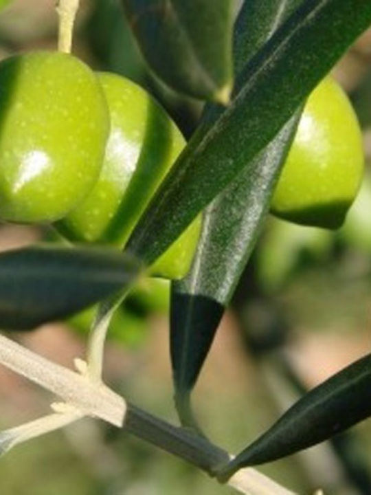 Olea 3lt