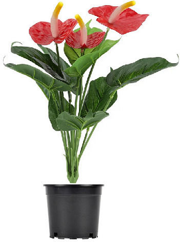 Изкуствено растение в саксийка Хвощ (Anthurium) 35см