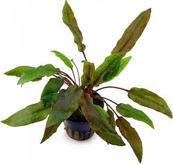Stoffels Cryptocoryne Nevilli Live Aquarium Plant