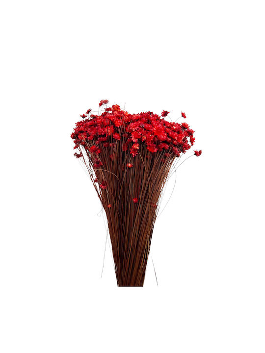 Dried Plant Red 1pcs