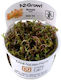 Tropica Rotala Live Aquarium Plant