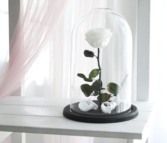 Ewige Rose Weiß 22cm in Yala mit LED