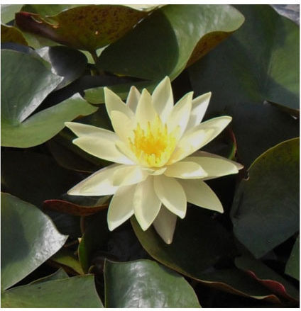 Stoffels S.i Nymphaea Lotus Live Aquarium Plant