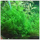 Moss Taxiphyllum Live Aquarium Plant