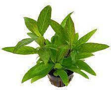 Siamensis Plantă acvatică vie Hygrophila polysperma
