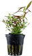 Tropica Lebende Aquariumspflanze Limnophila