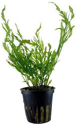 Tropica Bolbitis Live Aquarium Plant