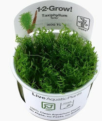 Tropica Taxiphyllum Live Aquarium Plant