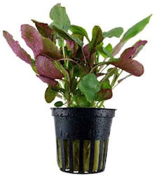 Tropica Live Aquarium Plant 11944 Tropica Live Aquarium Plant 11944