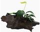 Tropica Plantă acvatică vie Anubias barteri