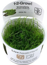 Tropica Java Live Aquarium Plant