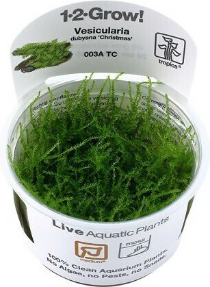 Tropica Java Live Aquarium Plant