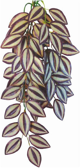 Happet Terrarium Tradescantia Zebrina 50cm Lebende Aquariumspflanze