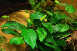Anubias Anubias Βarteri Live Aquarium Plant