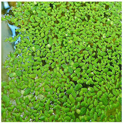SonGrow Lemna sp. (Duckweed) Ζωντανό Φυτό Ενυδρείου SonGrow Lemna sp. (Duckweed) Ζωντανό Φυτό Ενυδρείου