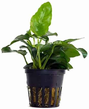Aquaflora Plantă acvatică vie Anubias Βarteri