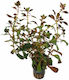 Stoffels Ludwigia Palustris Live Aquarium Plant