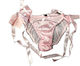 Agent Provocateur Femei Sexy Slip Roz