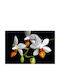 Orchids Height 20cm