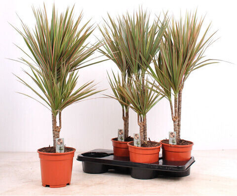 Marginata "60-30 Cm" Ύψους 80εκ.