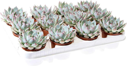 Echeveria Chihuaensis 8.5cm
